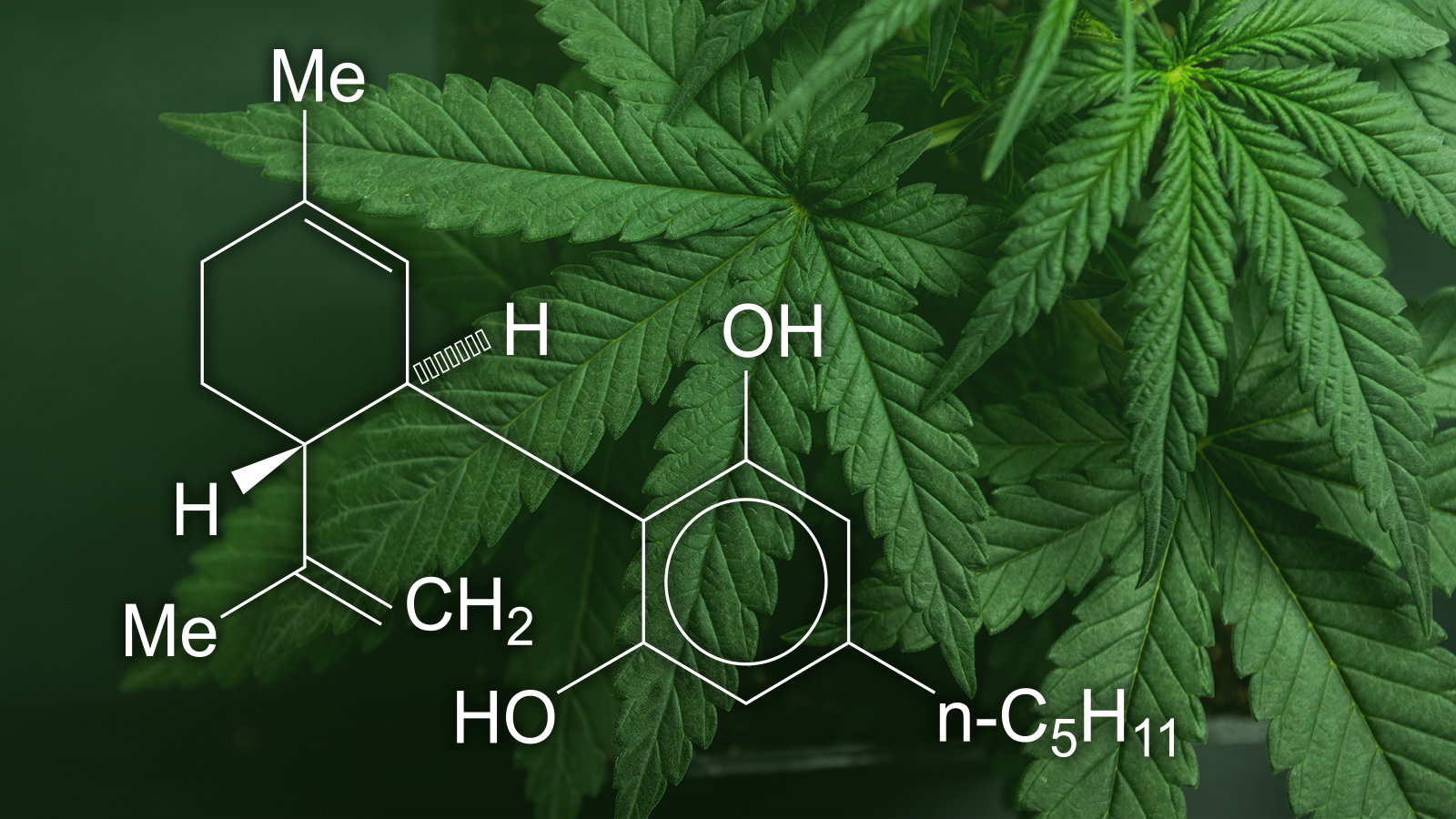 Seizures and Unexpected Dangers: How CBD Products May Help Alcohol Withdrawal 6c0sil00uk2
