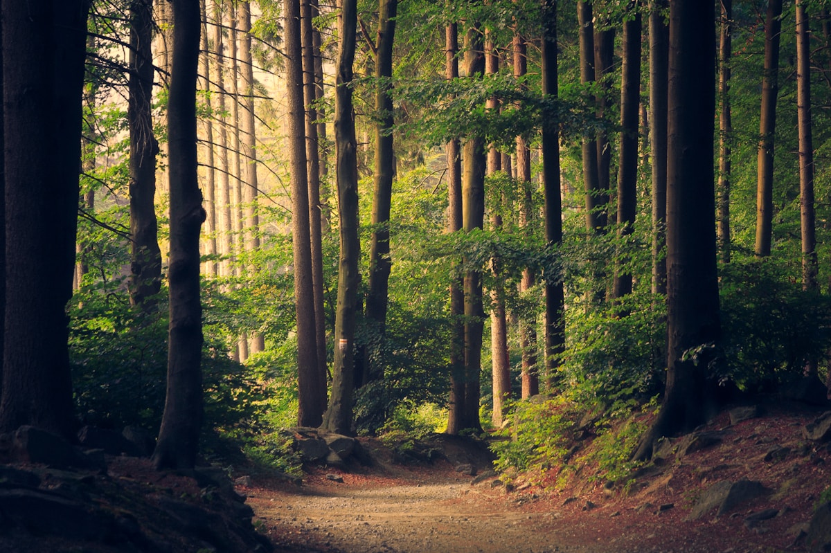 A peaceful forest path with sunlight streaming through towering trees, symbolizing the healing power of nature walks for veterans