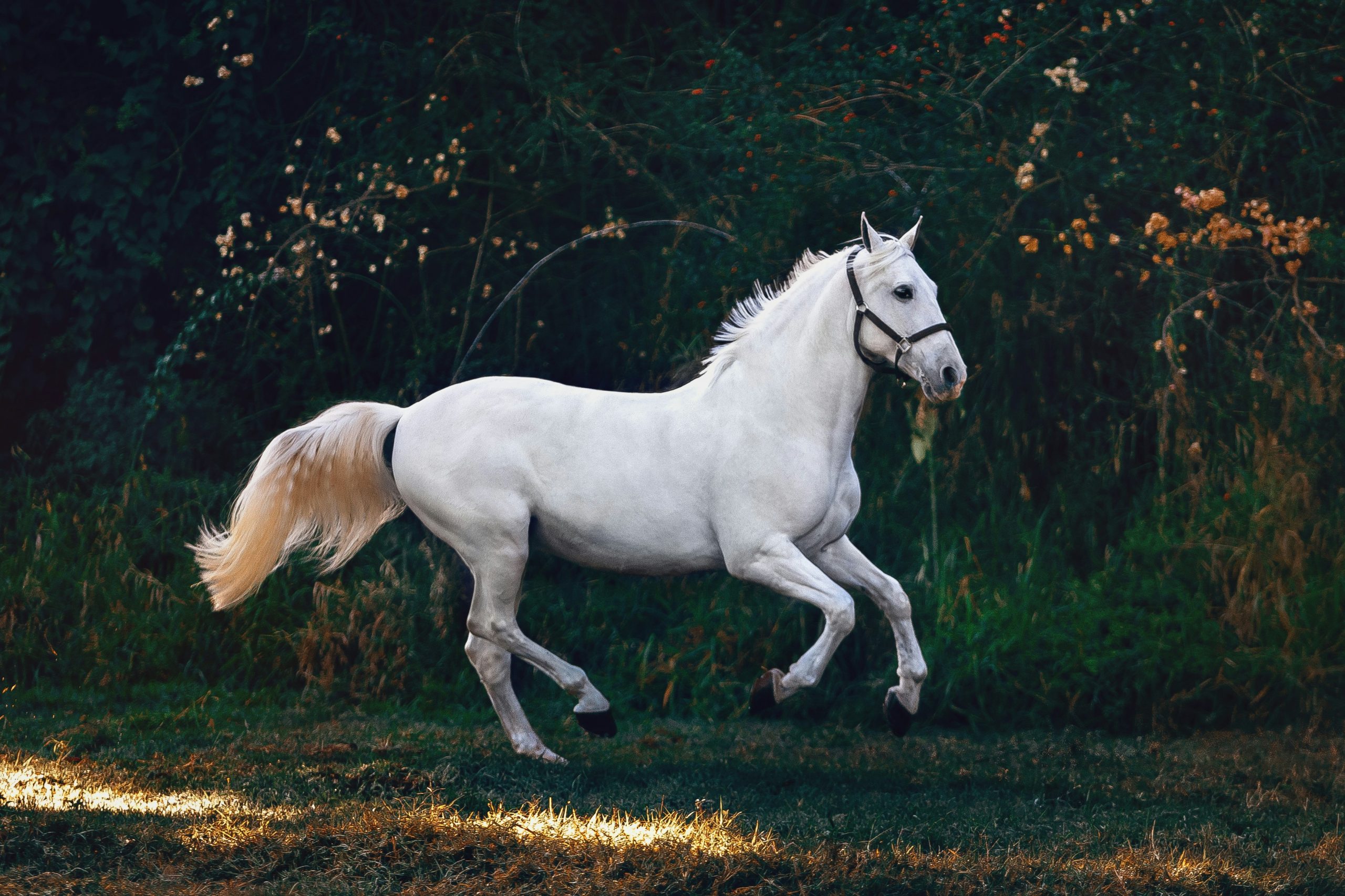 Veteran standing beside a horse in an open field during equine-assisted therapy session